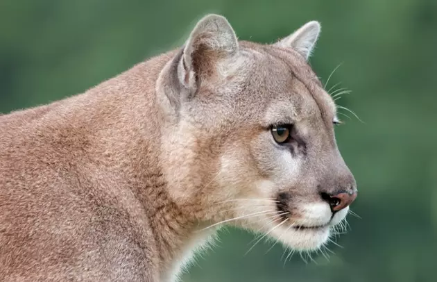 A Mountain Lion Tries To Take Child From Campsite