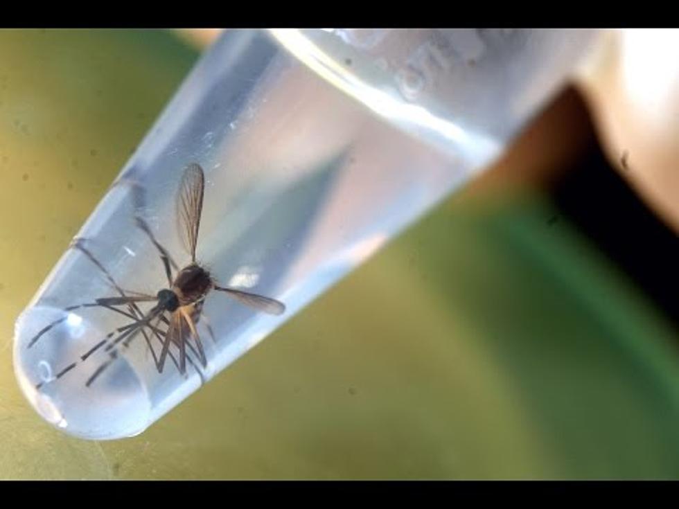 Idaho Woman Infected with Zika