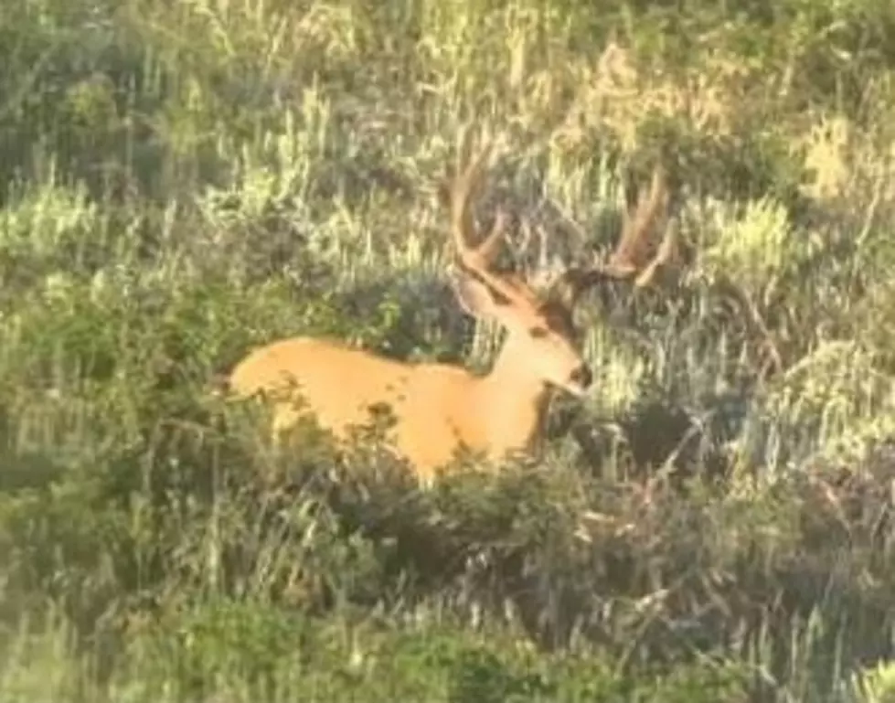 All Idaho Online Hunting License and Tags Sales Halted