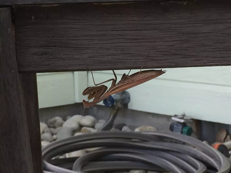 Is This A Praying Mantis?