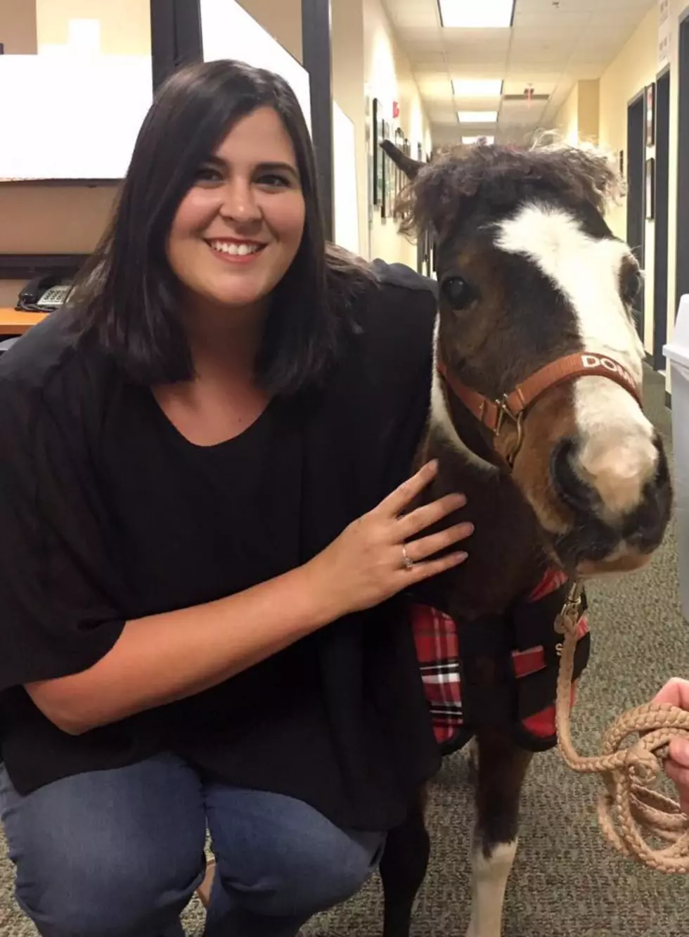 Domi, the Therapy Mini Horse, Visits the Mix Morning Show