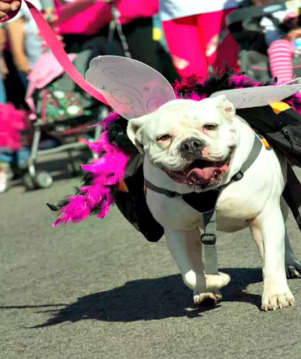 Top 10 Most Popular Pet Costumes for 2016