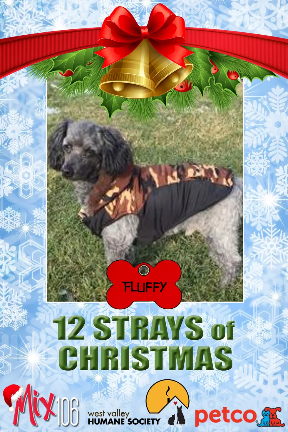 #7 of The 12 Strays of Christmas – Fluffy