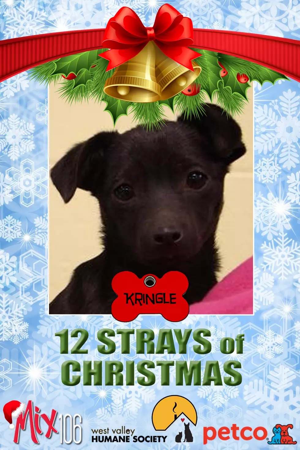 The Dogs of 12 Strays of Christmas