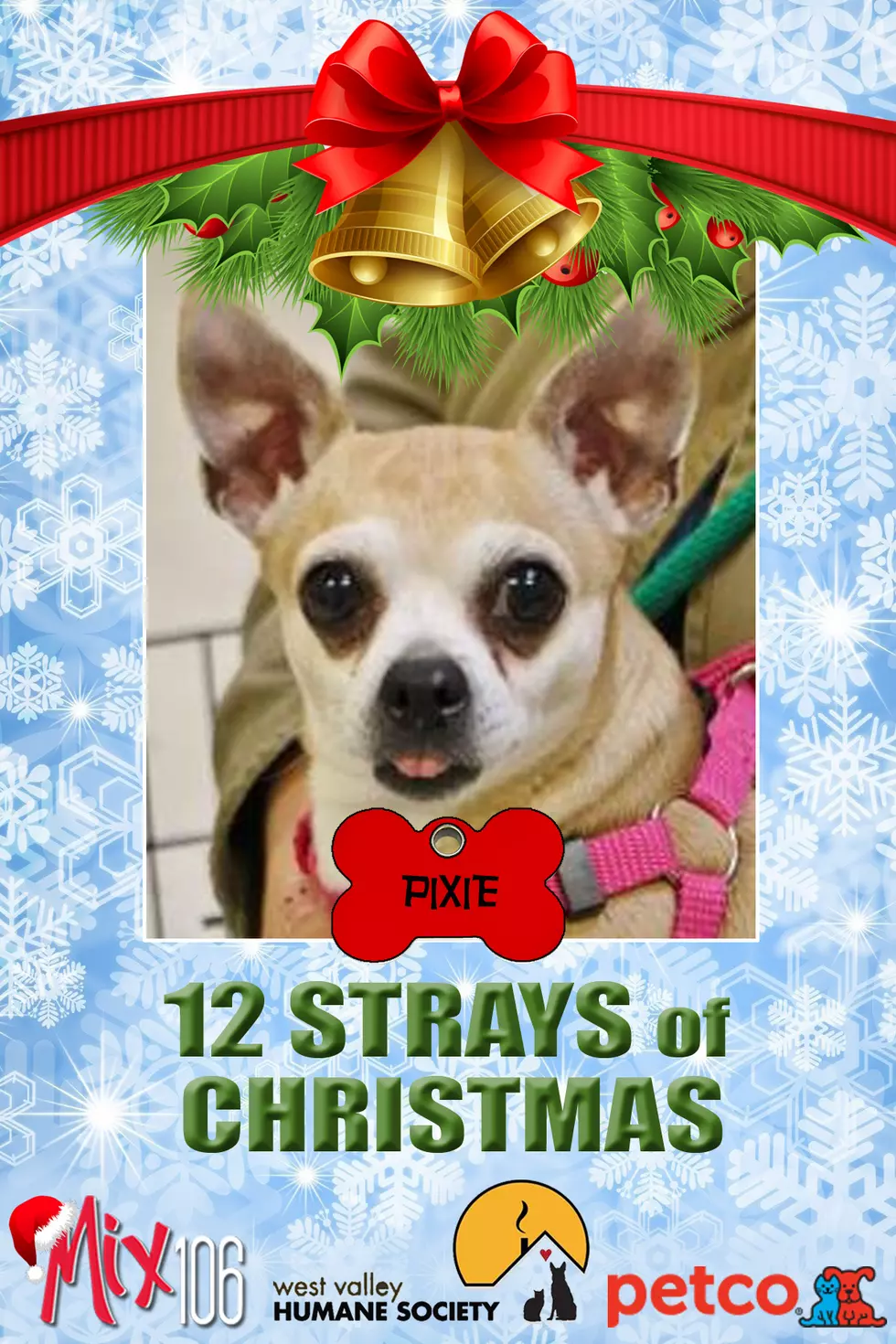 #4 of The 12 Strays of Christmas – Pixie (& Elvis)