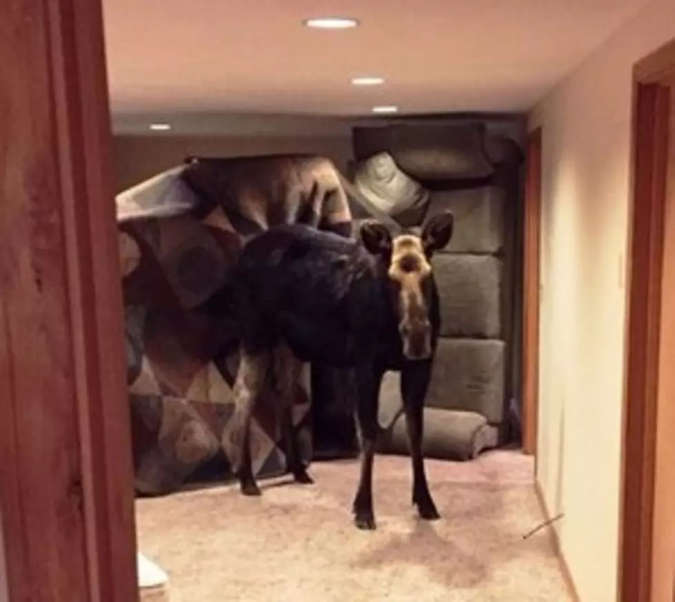 A Moose Falls Into the Basement of a Home!