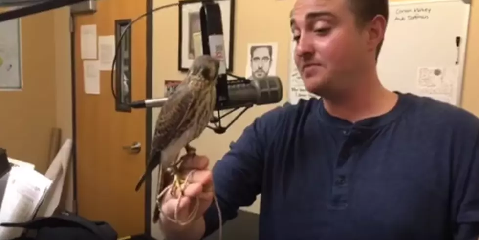 Corbin Maxey Brings In Animals That Freak Out The Mix Morning Show