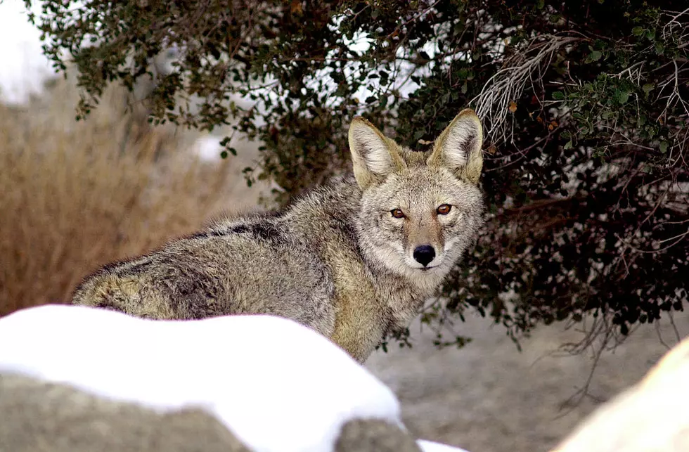 Coyotes Chasing and Even Bitting Skiers in Idaho Has Fish and Game Perplexed