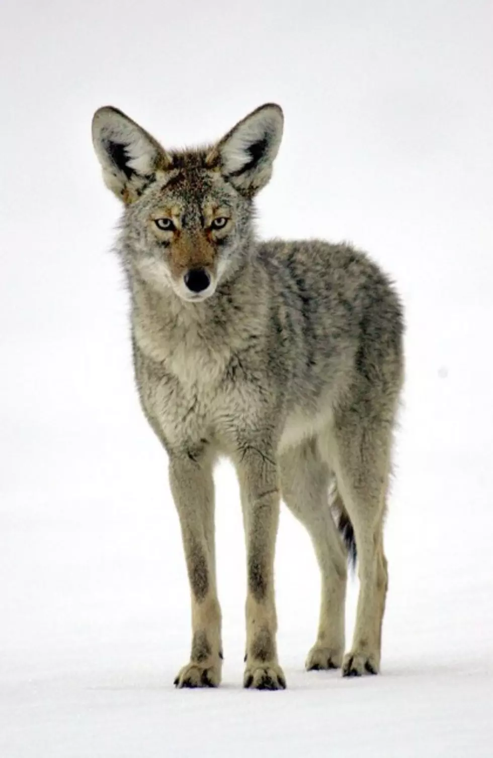 Reports of Protective Mother Coyotes at Table Rock