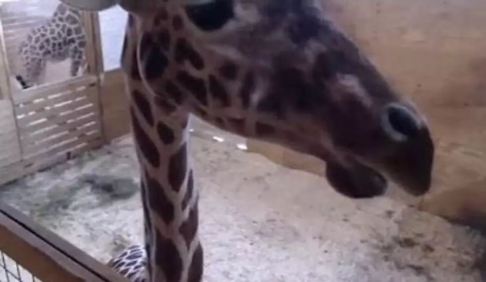 Giraffe Birth Live Cam