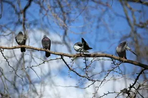 Nampa Has Problems With Bird Poop