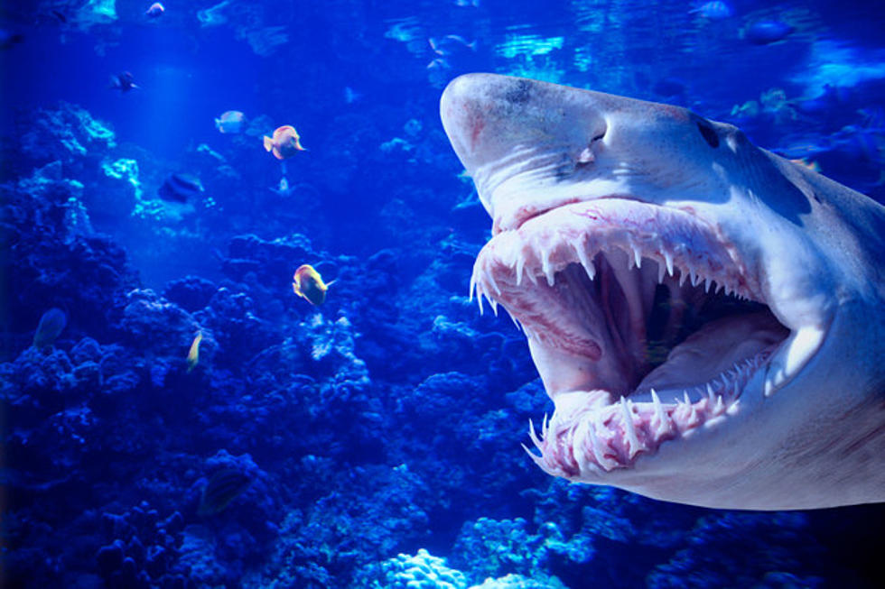 Sharks Invade Discovery Center; Mark Your Calendars for Sharks After Dark