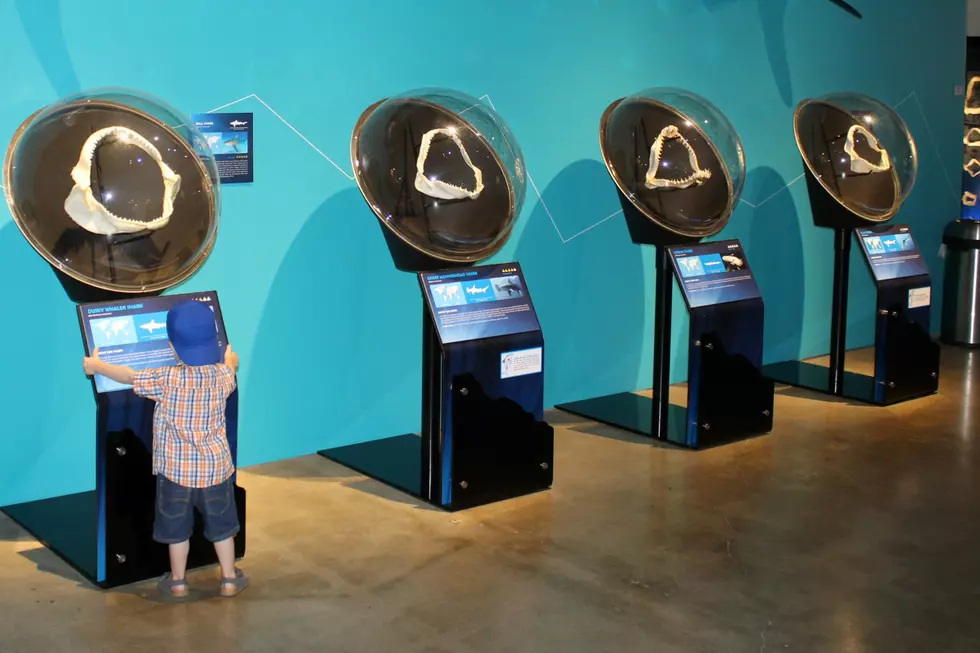 Nicole&#8217;s Family Visits the Planet Shark Experience at Discover Center