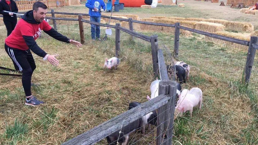 WATCH: Producer JD Chases Pigs at The Farmstead