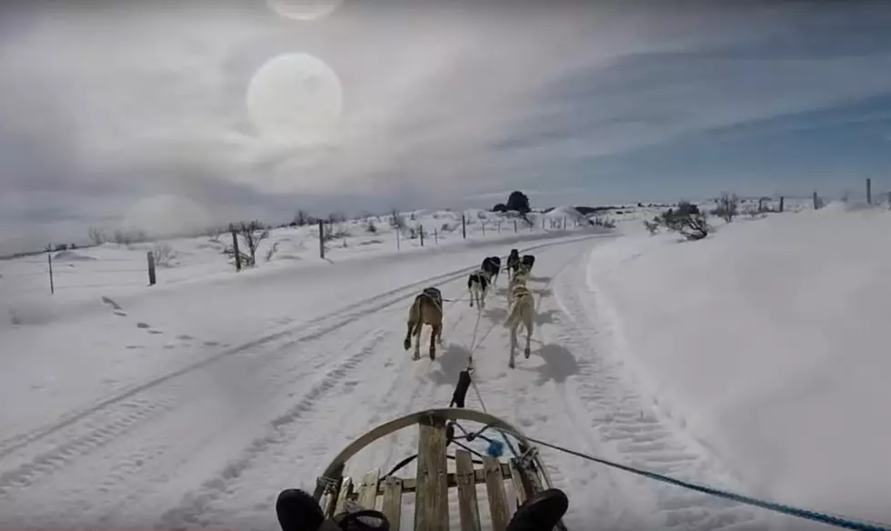 Did You Know You Could Book a Dog Sled Trip Here in Idaho?