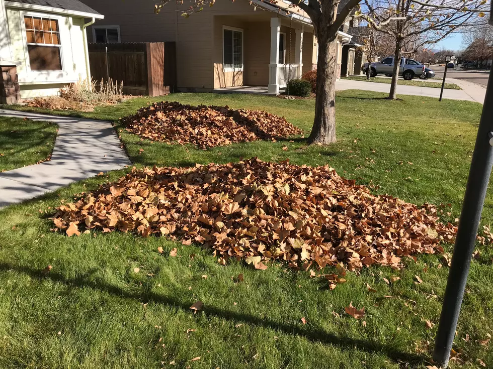 I Love Living in the City of Trees.  At Least Until it’s Time to Rake