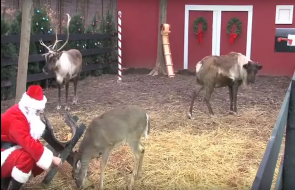 Live Santa Cam: Feeding Reindeer