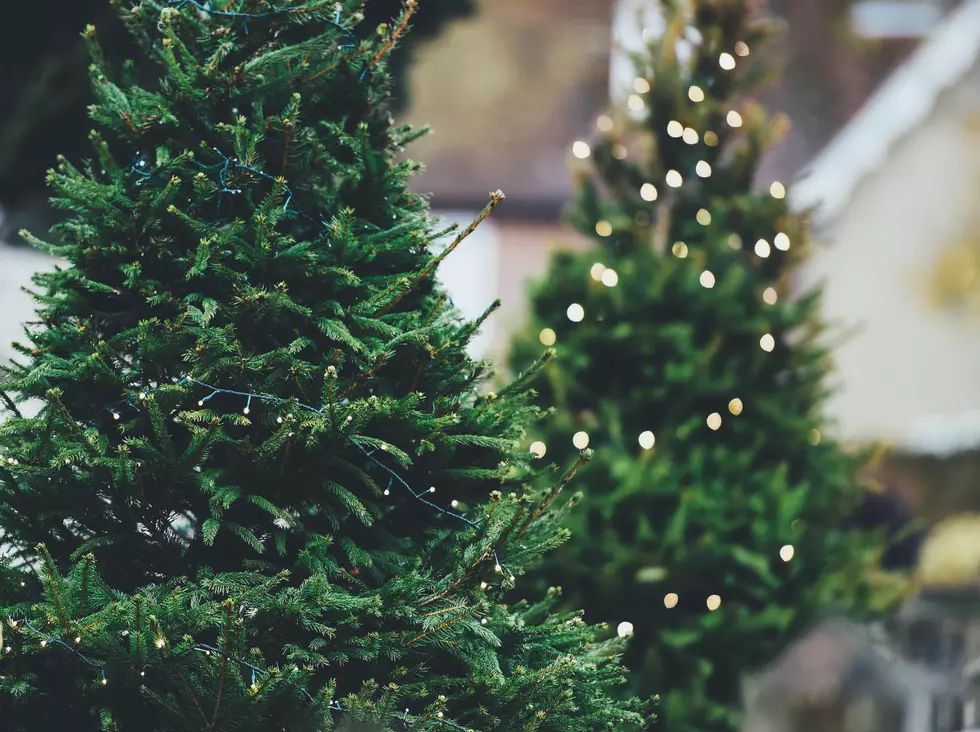 FREE Christmas Trees from Washington Trust Bank
