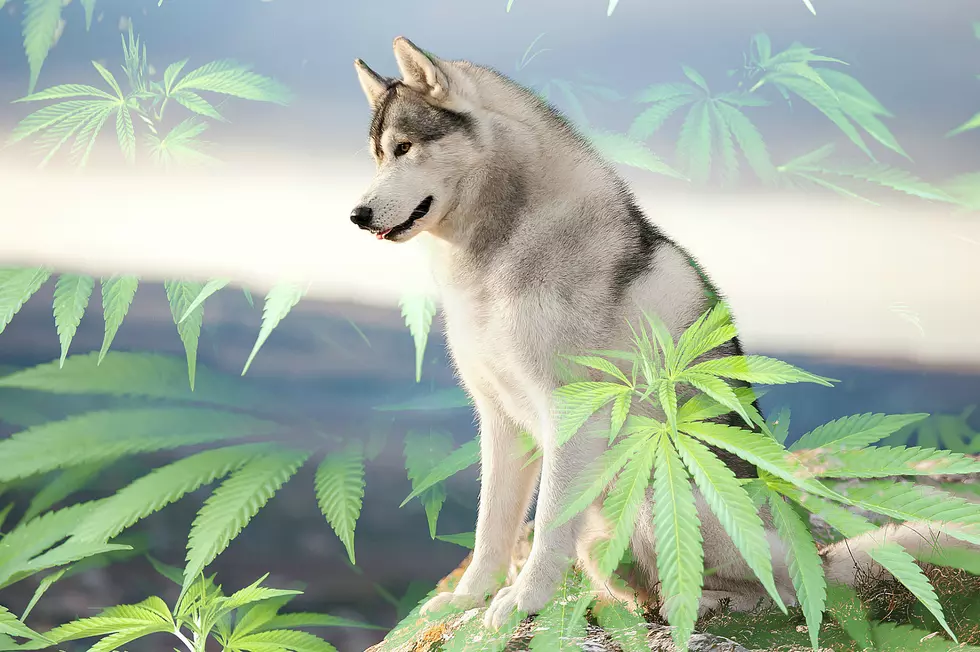 Idaho Man Busted With a Marijuana Stash Weighing More Than a Siberian Huskey