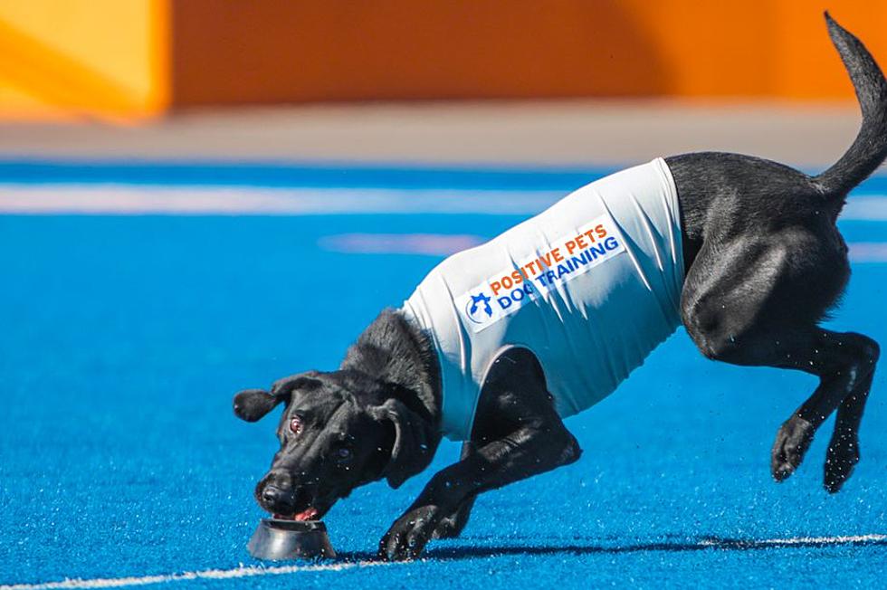 Boise State Tee Dog Hits the Big Time on Animal Planet