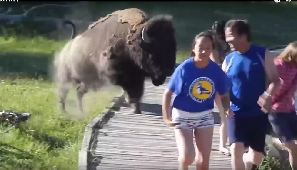 Boise Woman Attacked By a Bison in Yellowstone National Park