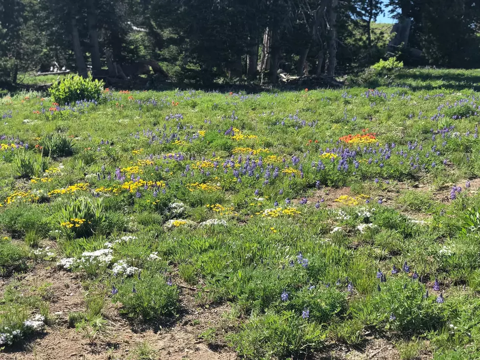 Idaho Wildflowers Are in Full Bloom [Photos]