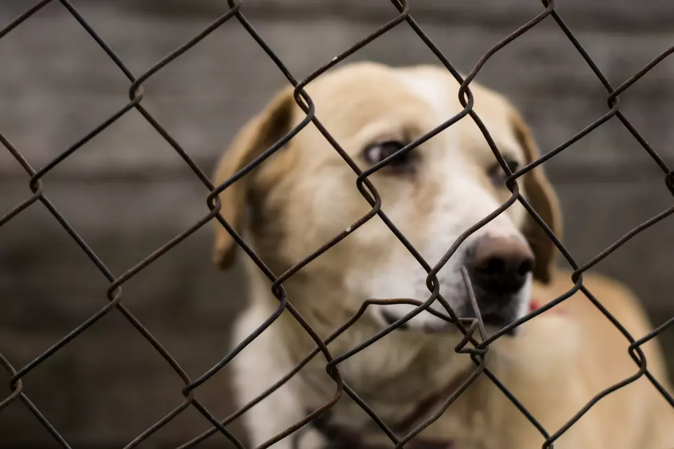 Meridian Canine Rescue Putting 8 Humans in Kennels