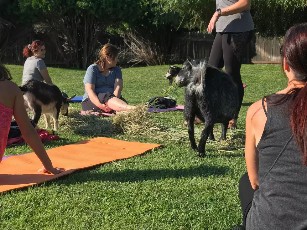Charene the Adventure Queen: Goat Yoga Growing Trend Hits Boise