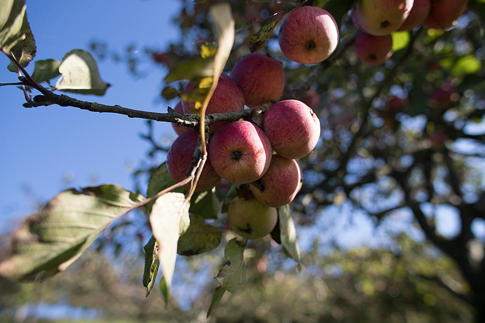 Where Can You Pick Your Own Apples for Fall Ciders and Recipes?
