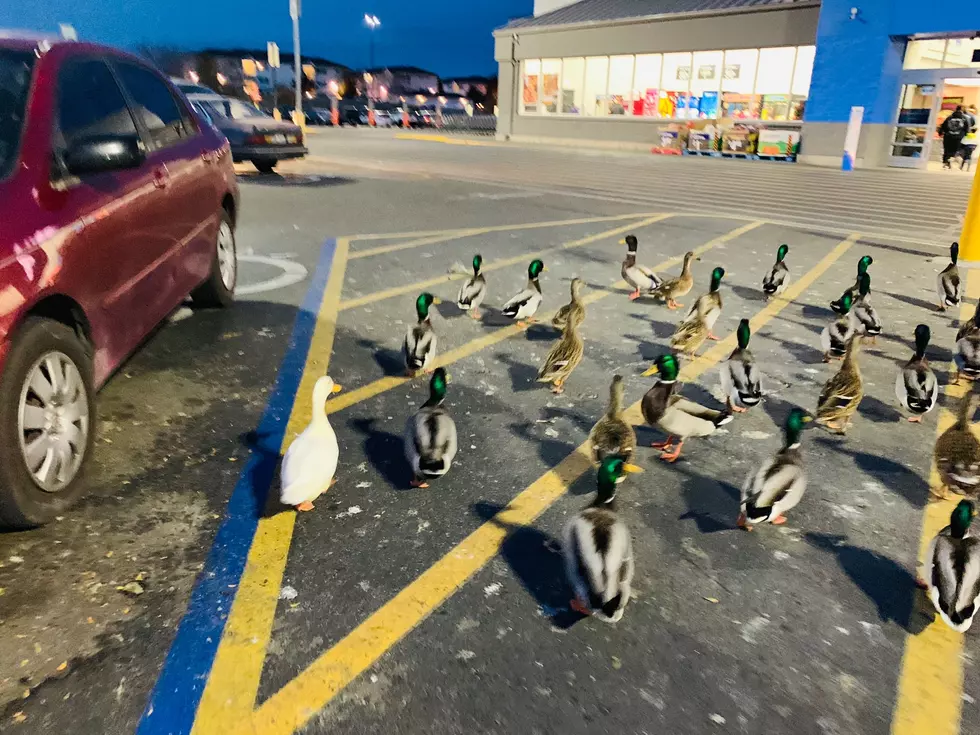 The Ducks of the Nampa Walmart