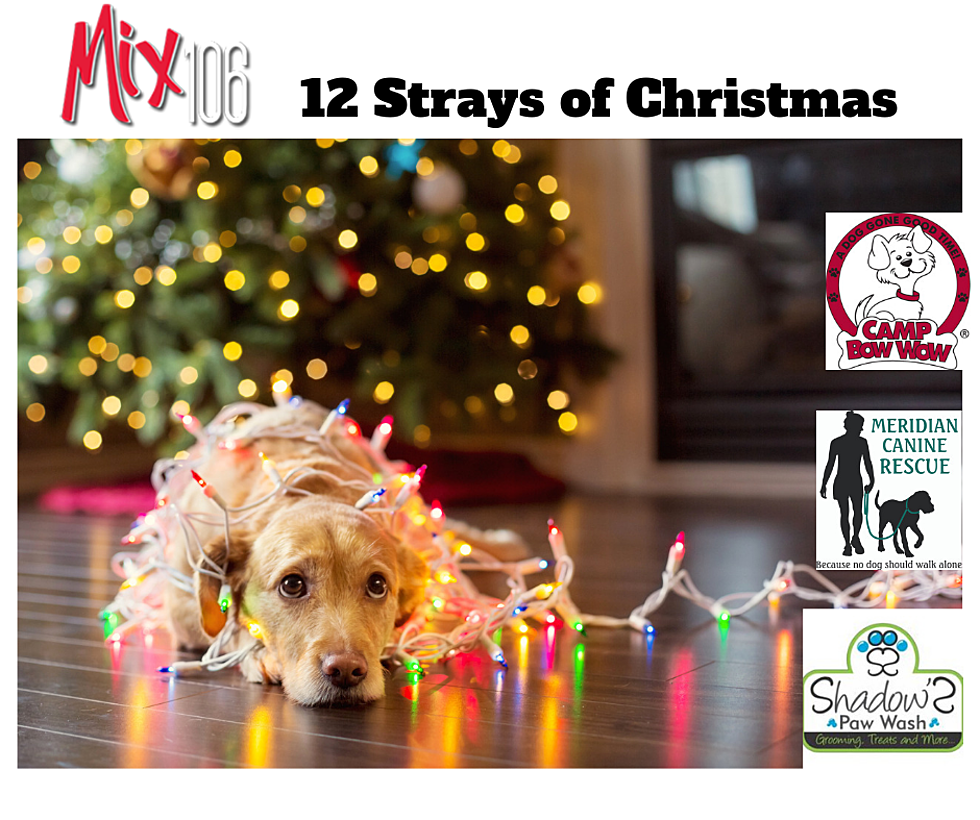 Meridian Canine Rescue and the ’12 Strays of Christmas’