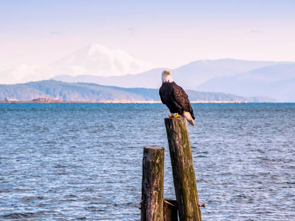 5 Tips to Up Your Bald Eagle Insta&#8217; Game