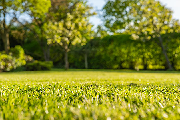 When Should You Start Mowing Your Lawn in the Spring ?