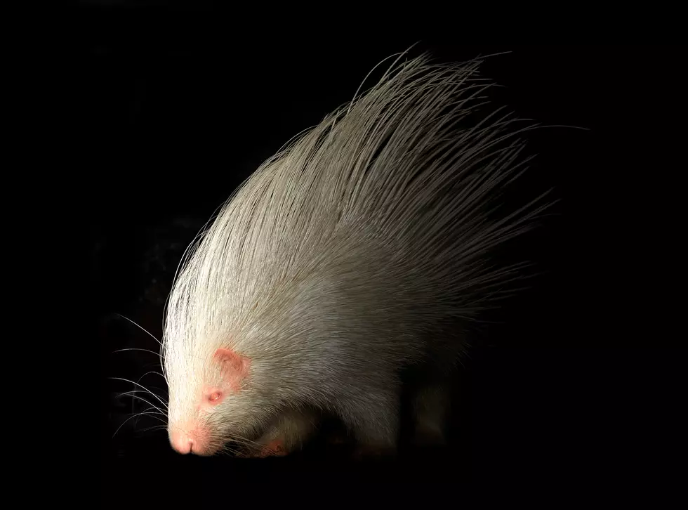 Council Idaho’s World Famous 4th of July Porcupine Races