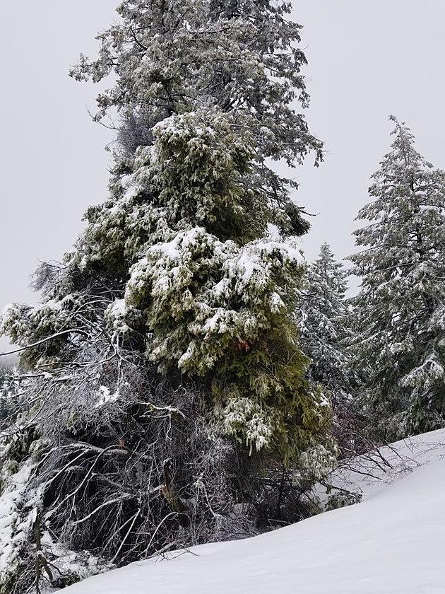 Hazardous Trees to Be Removed at Bogus Basin