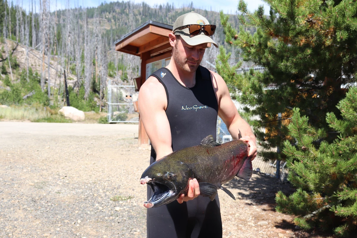 Chinook Salmon Season Starts in Idaho