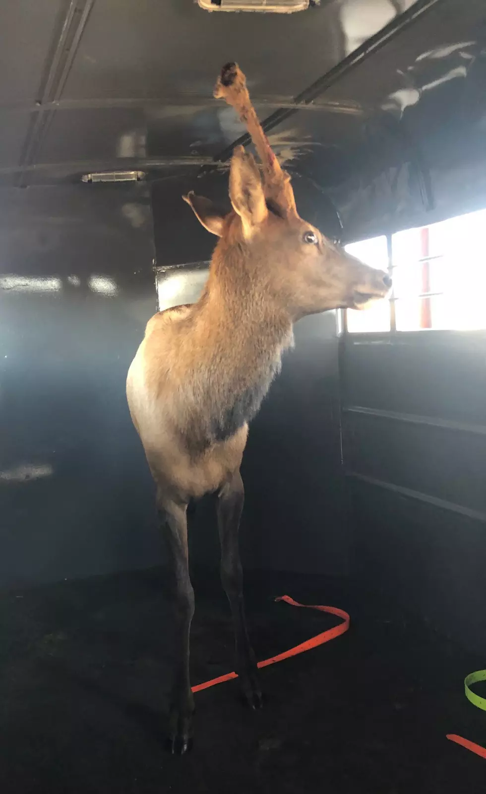 Illegally Domesticated Idaho Bull Elk Returns to Captivity
