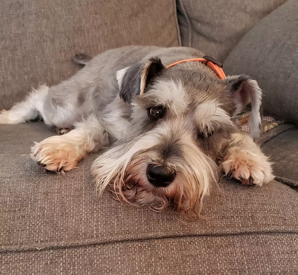Idaho’s Most Popular Dog Breeds Sure Do Bark a Lot
