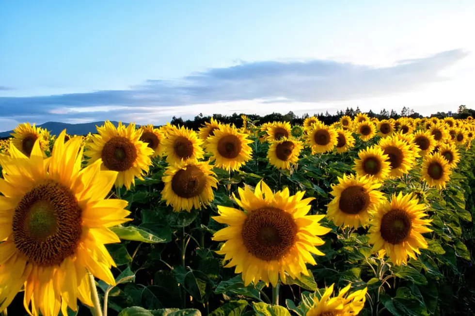 Linder Farms Saturday Farmer’s Market Opens with Sunflower Festival