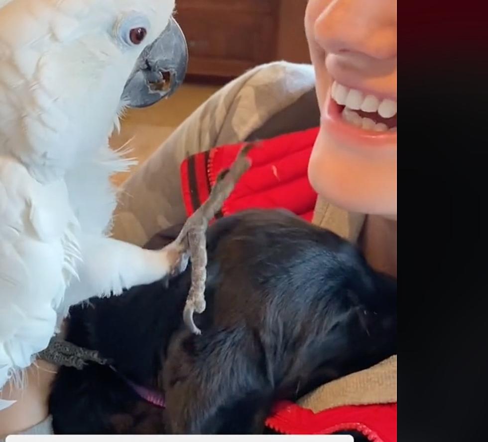 Idaho Parrot Confesses Love To Puppy, Internet Melts