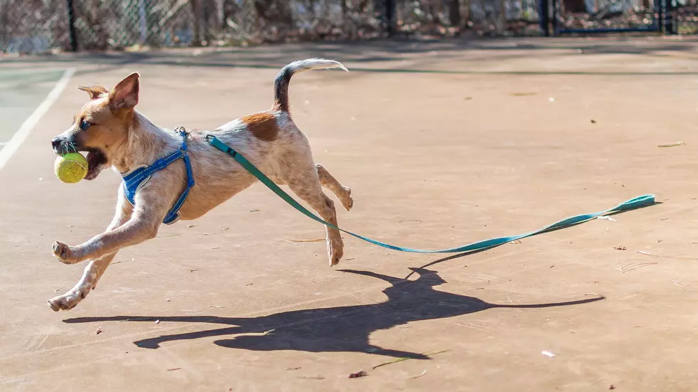 Top Places Your Dogs Can Play That Don&#8217;t Require a Leash