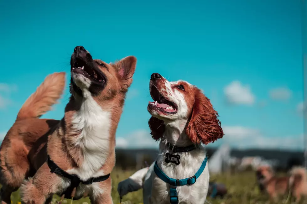 Six Great Boise Dog Parks For Playful Pups