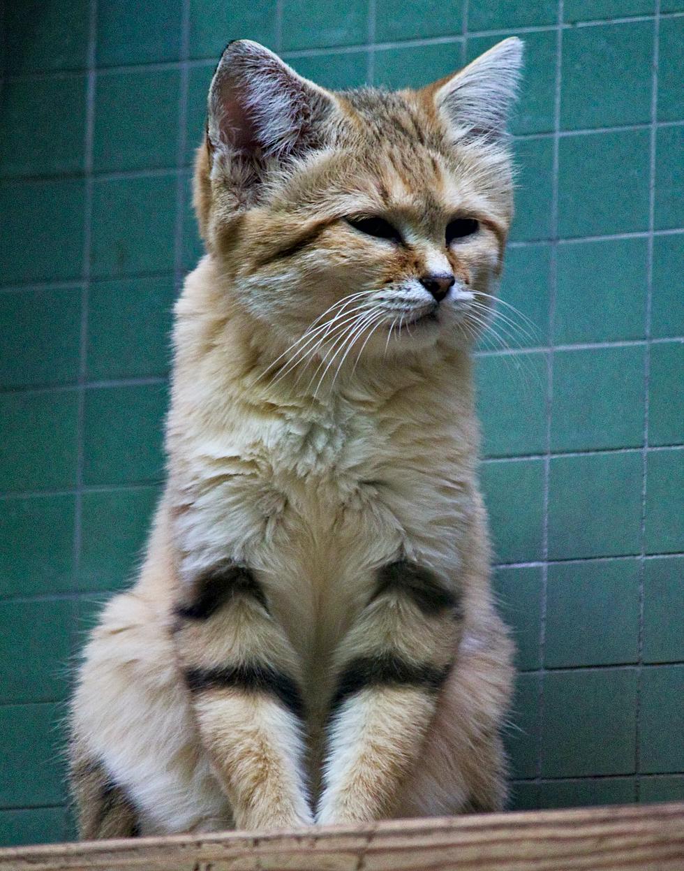 Cute Alert: Zoo Boise Welcomes Three Baby Sand Cats