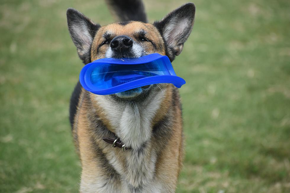 Eagle Dog Park Getting Set For Grand Opening