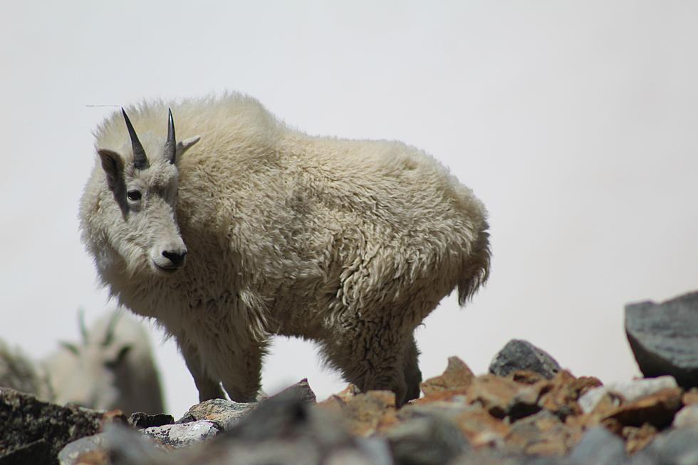 No One Wanted To Tell Me Idaho&#8217;s Mountain Goats Look Like Polar Bears?