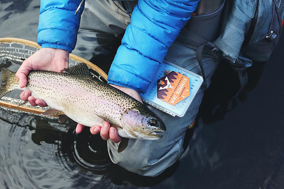 Catch Me If You Can: 400,000 Rainbow Trout Occupy idaho Waters