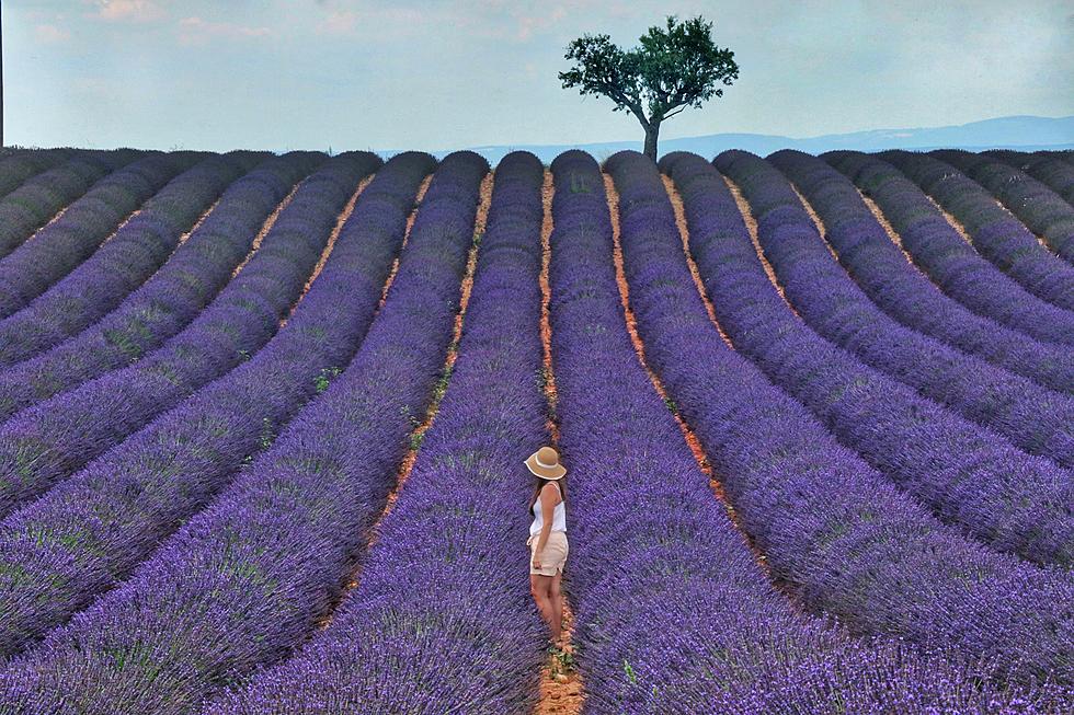 Make Someone Fall In Love Again at the Lavender Harvest Festival