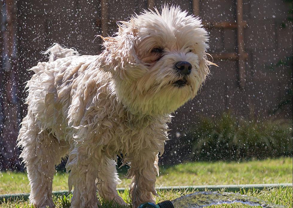 Idahoans Are Obessed With One Specific Dog Breed