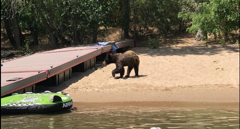 Idaho Bear at Lucky Peak Looking for Snacks. Are You Coming Back?