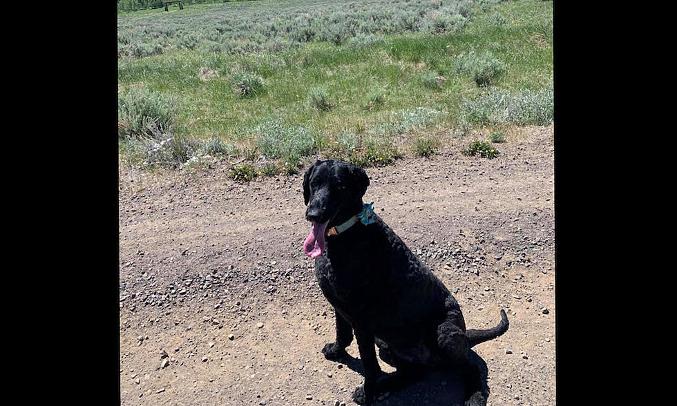 Dog Who Went Missing in Yellowstone Park For 16 Days is Found Safe